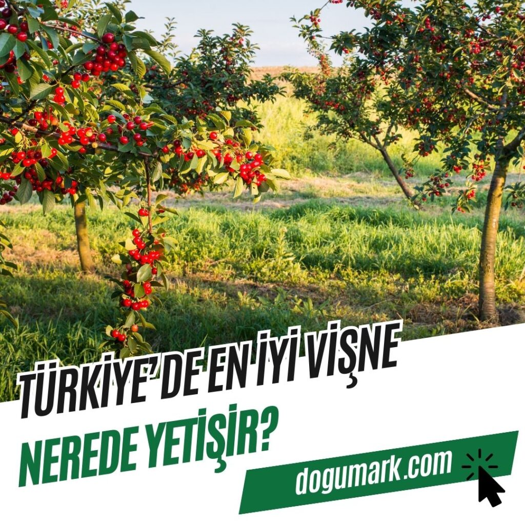 Türkiye'de En iyi Vişne Nerede Yetişir