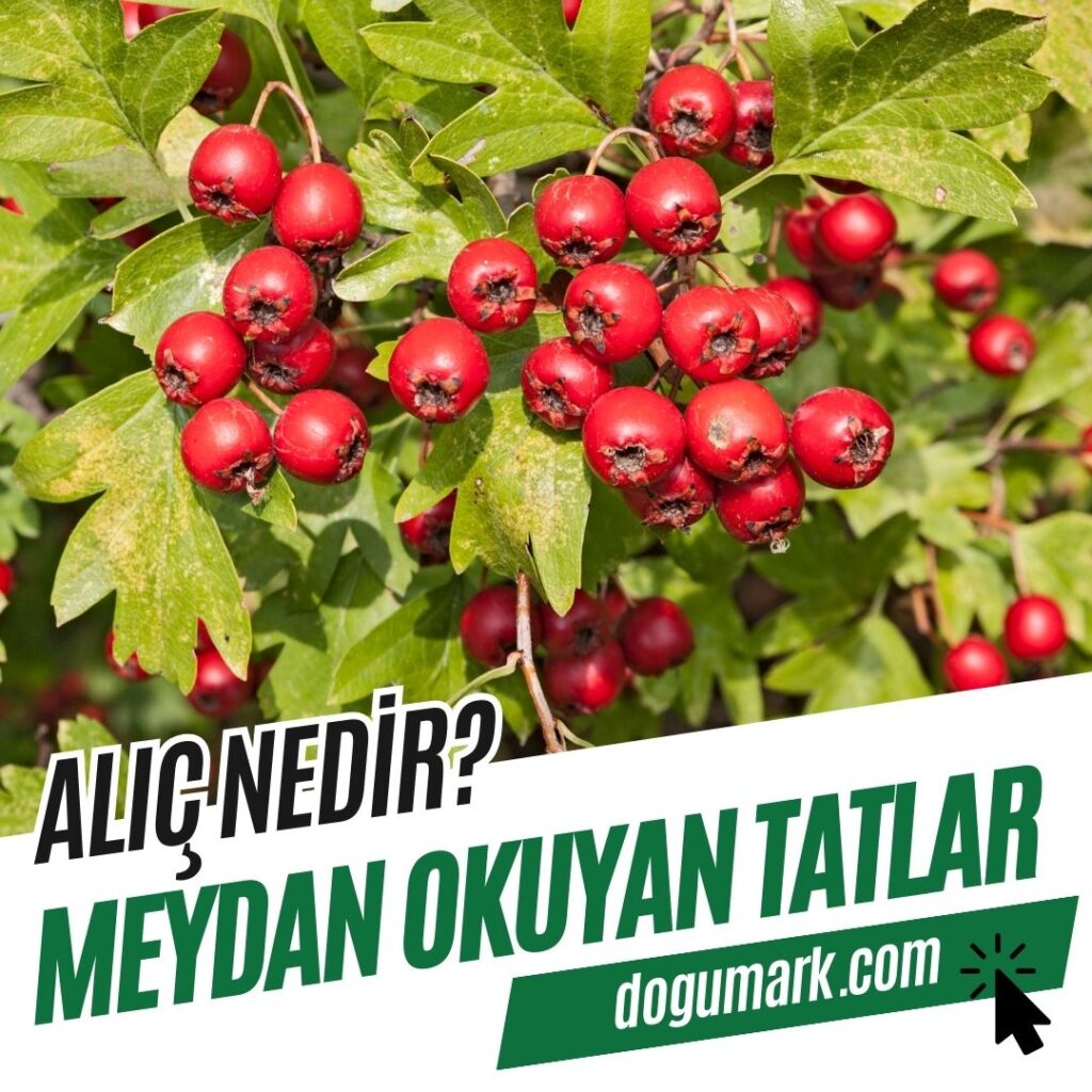 Alıç Nedir