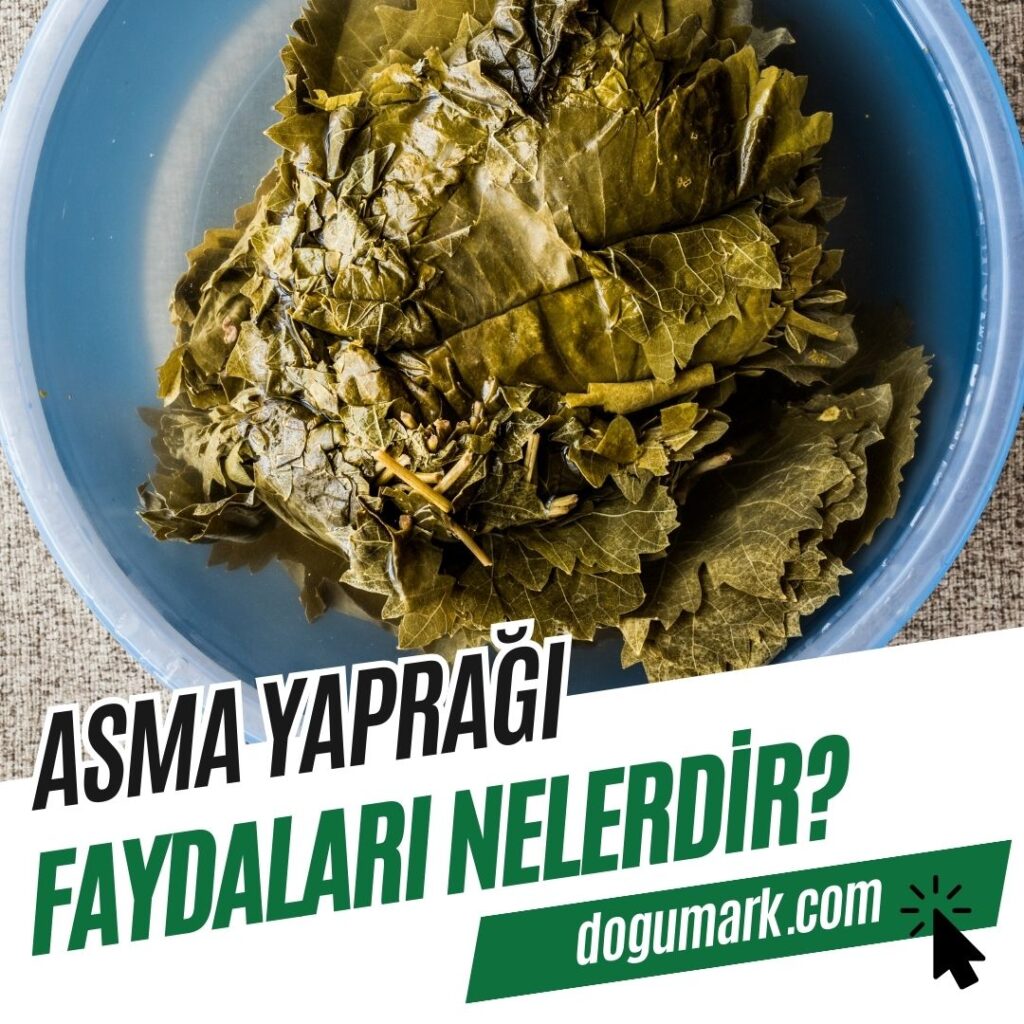 Asma Yaprağı Faydaları Nelerdir