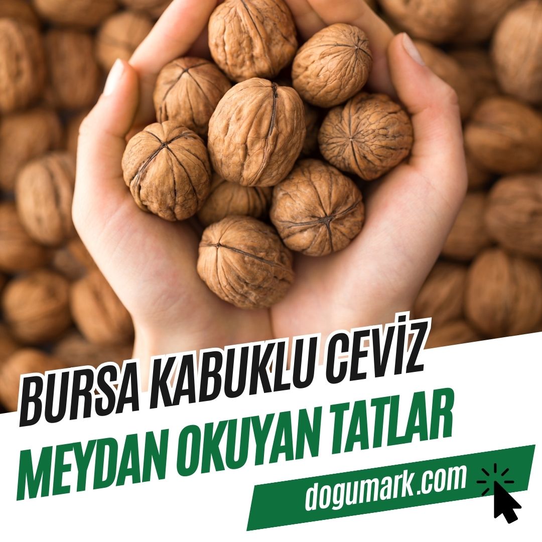 Bursa Kabuklu Ceviz