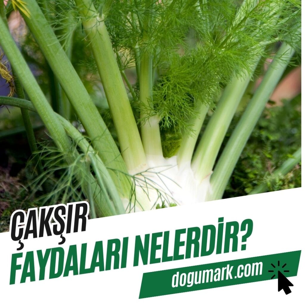 Çakşır Faydaları Nelerdir