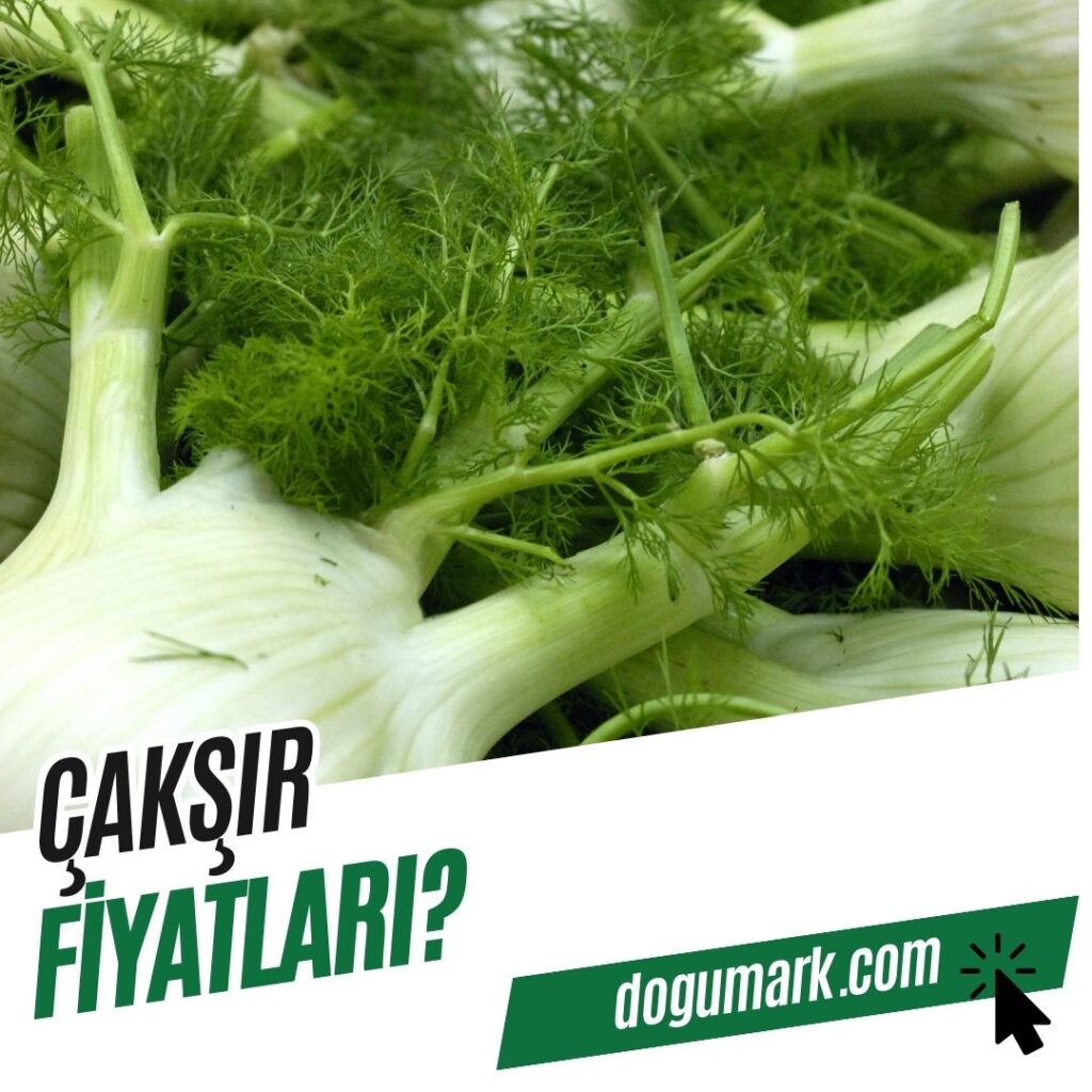 Çakşır Fiyatları