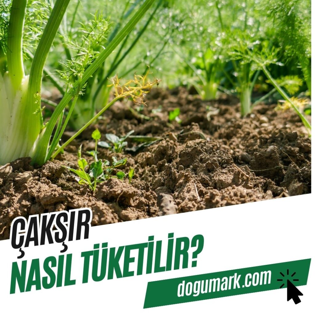 Çakşır Nasıl Tüketilir