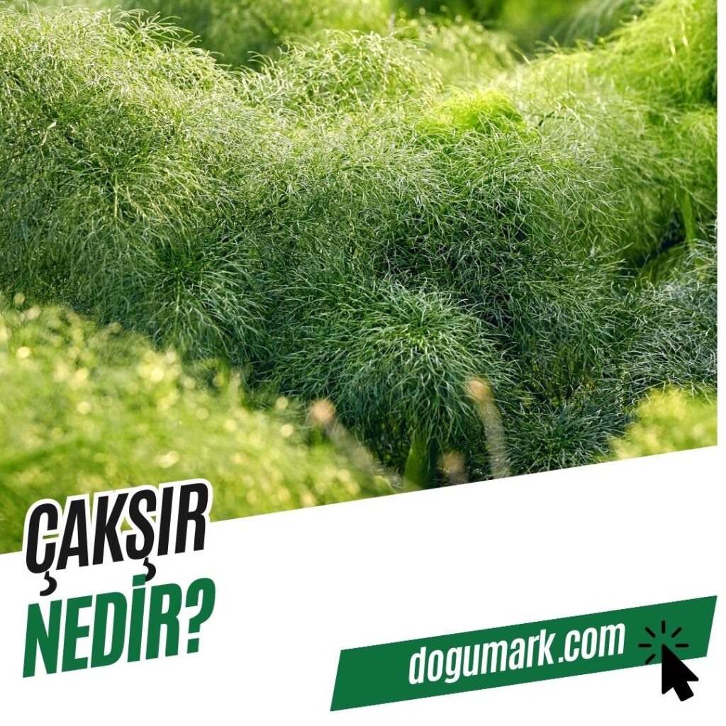 Çakşır Nedir