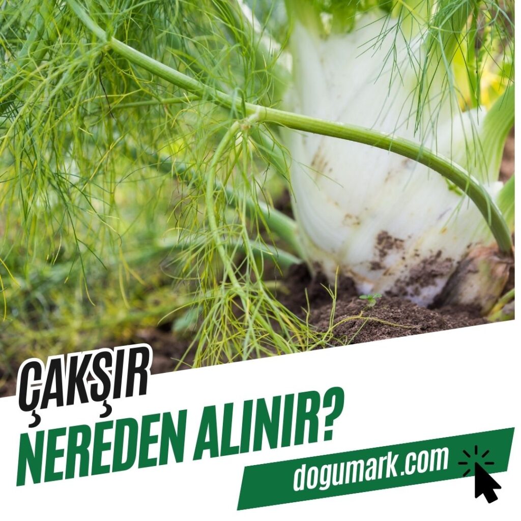 Çakşır Nereden Alınır