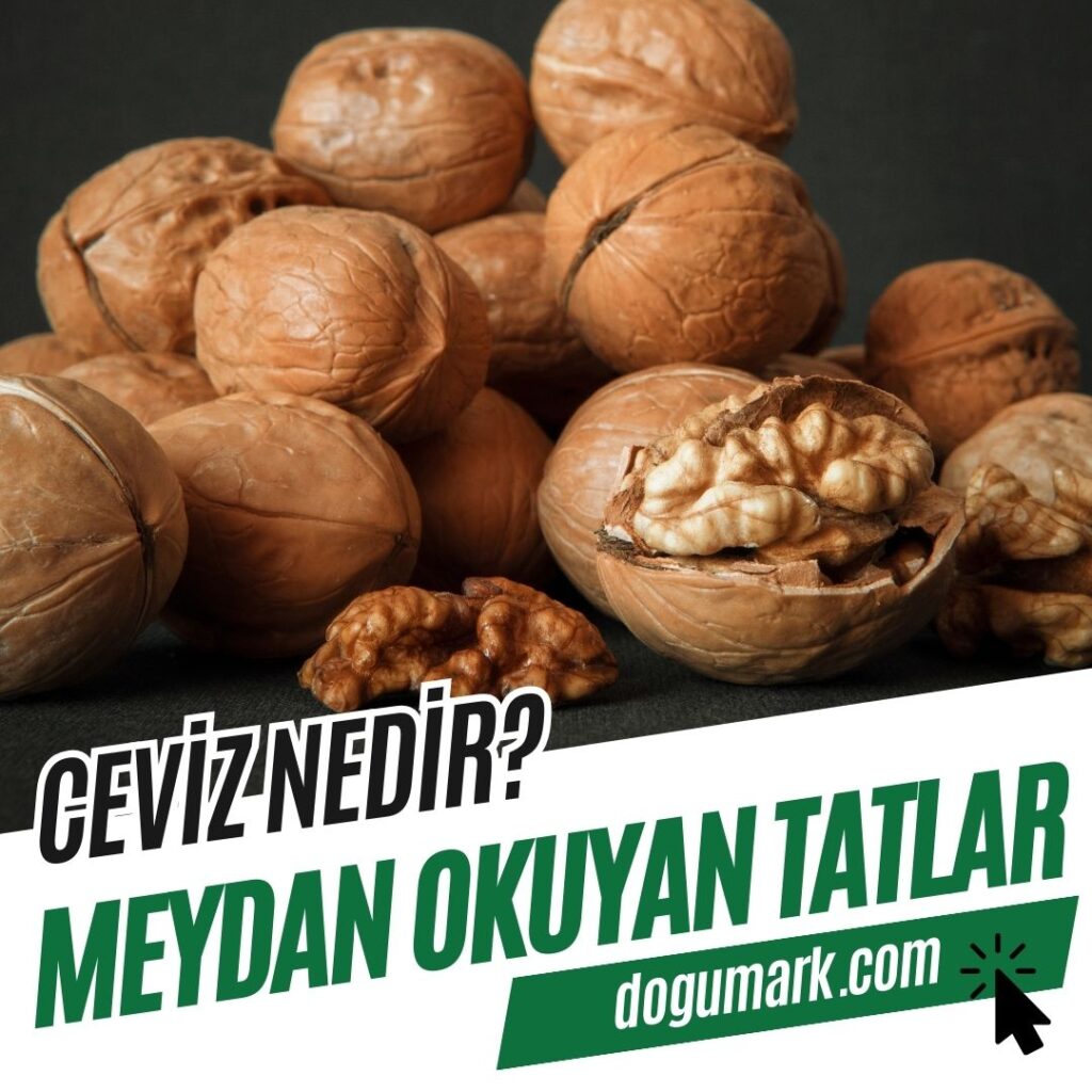 Ceviz Nedir