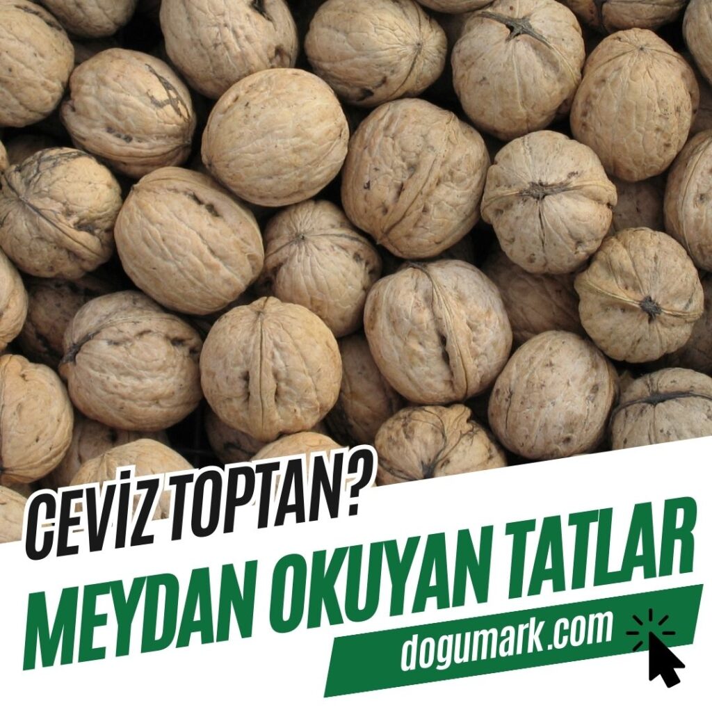 Ceviz Toptan