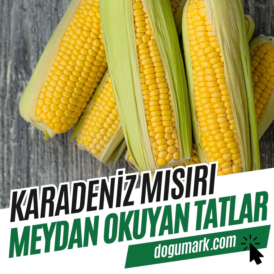 Karadeniz Mısırı