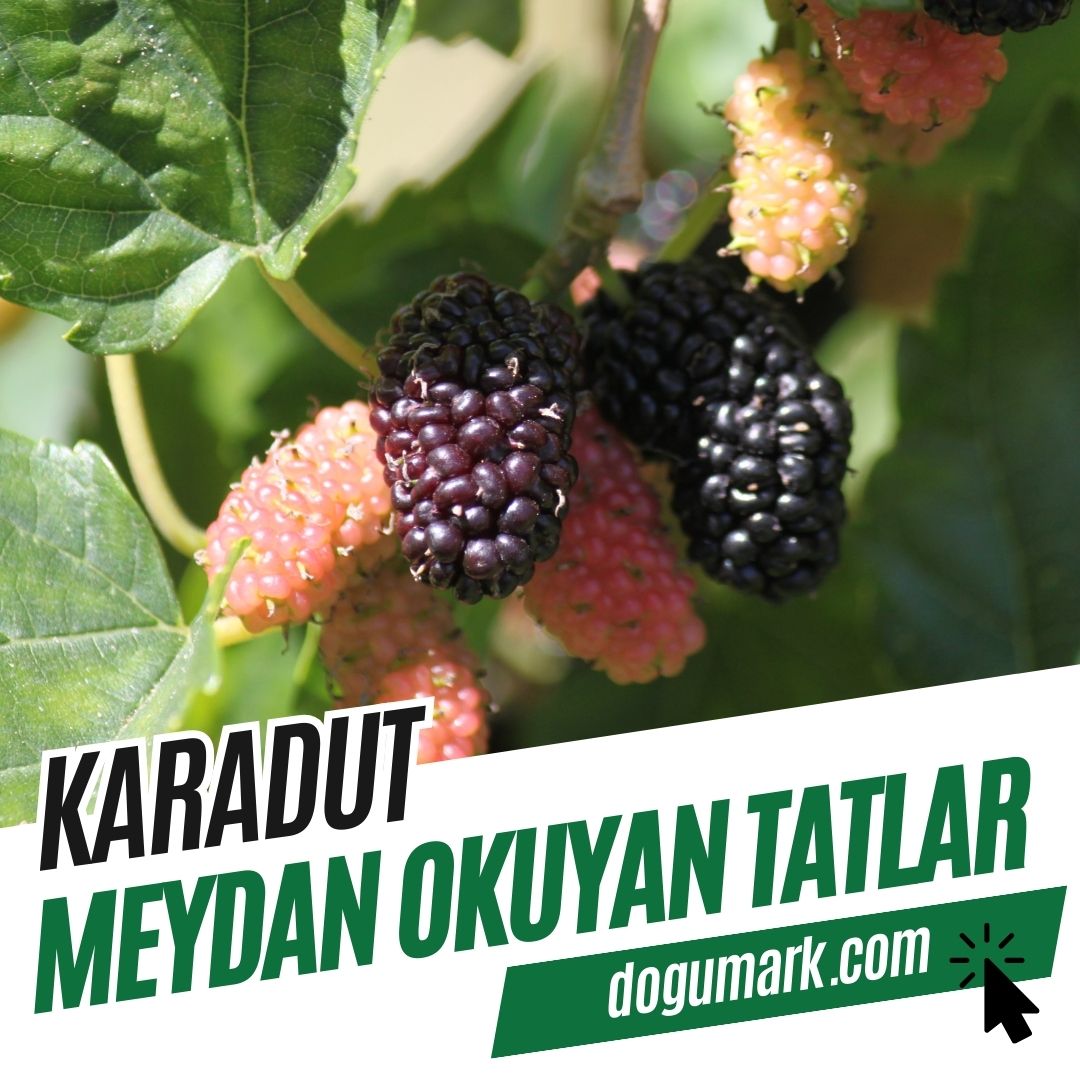 Karadut
