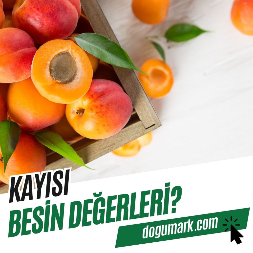Kayısı Besin Değerleri