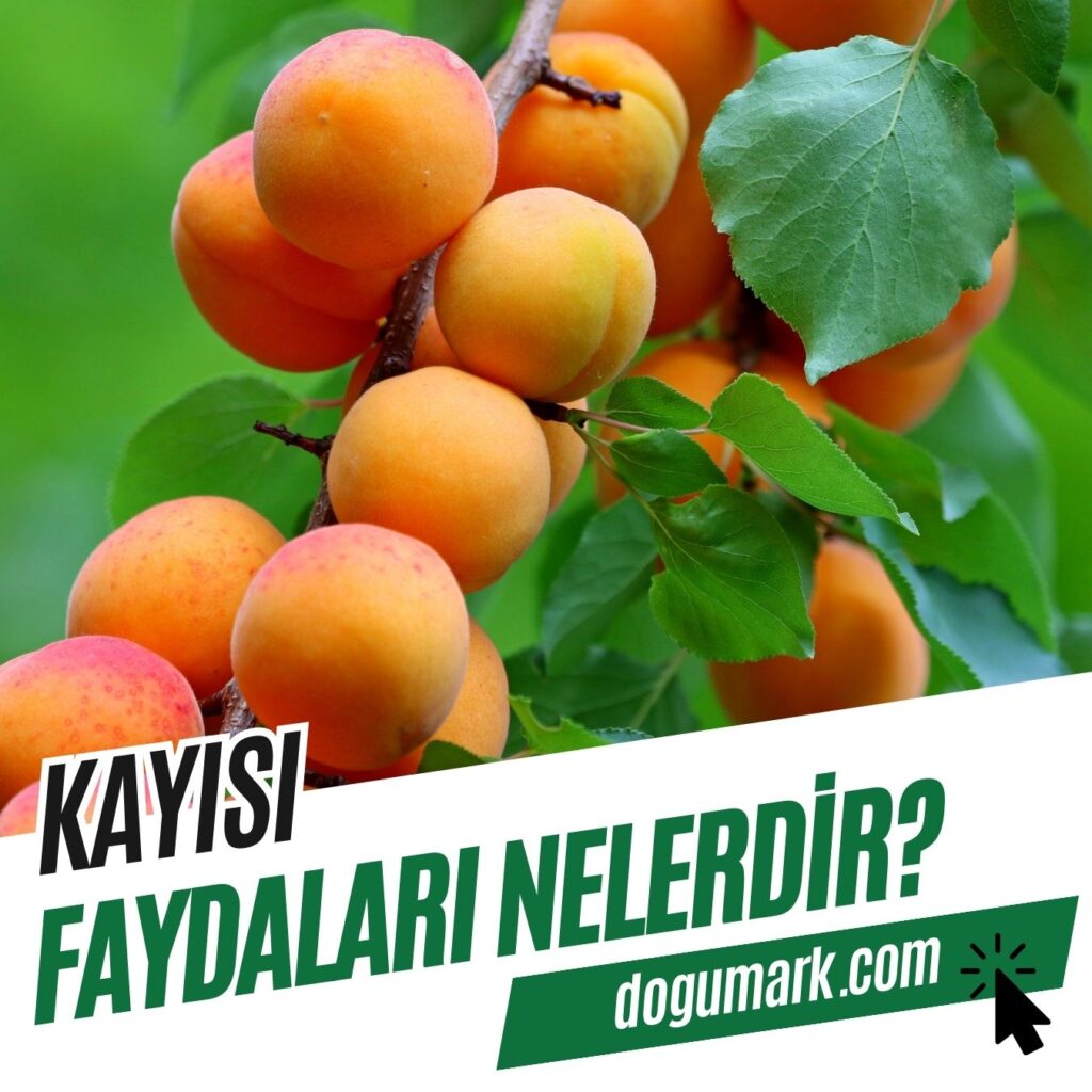 Kayısı Faydaları Nelerdir