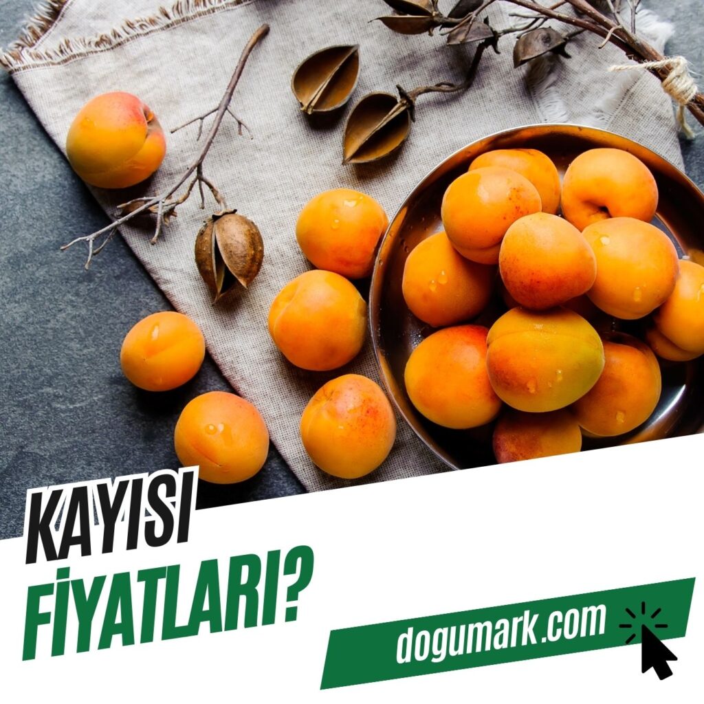 Kayısı Fiyatları