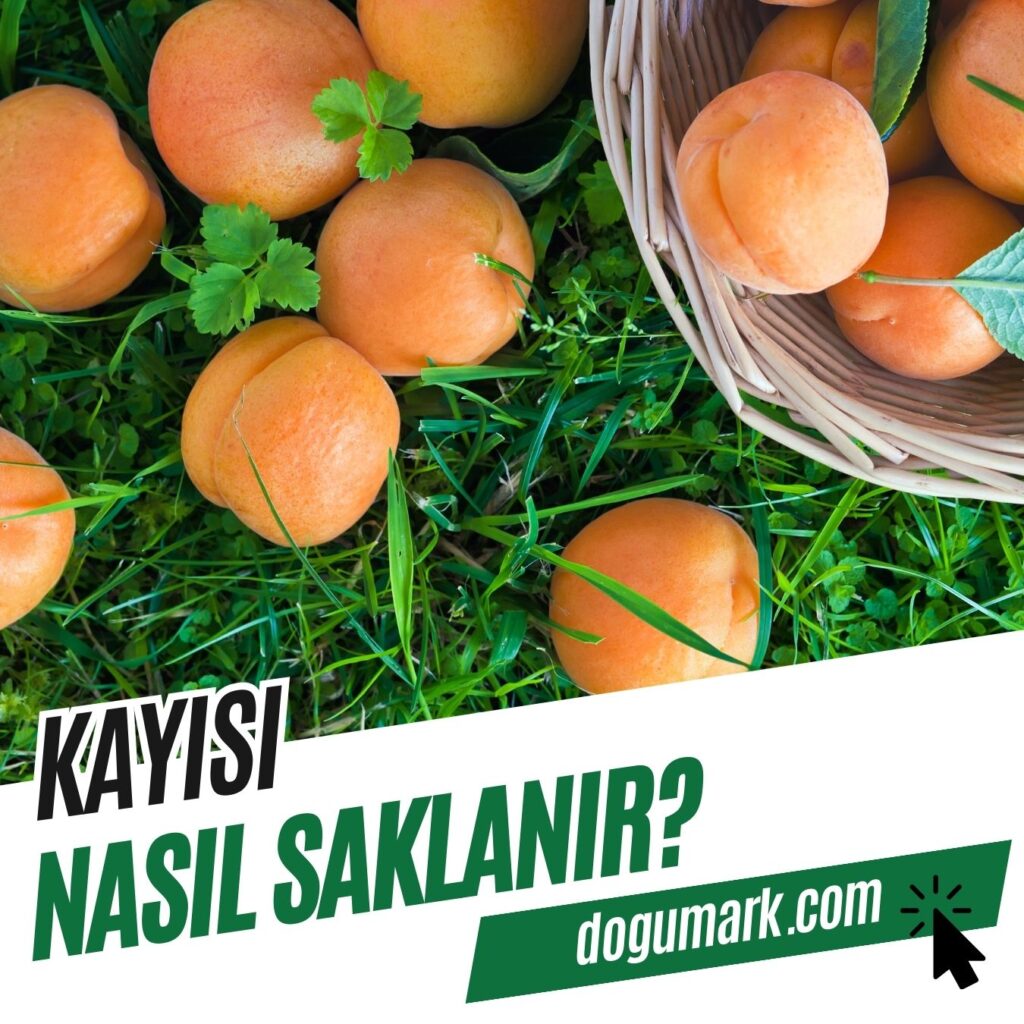 Kayısı Nasıl Saklanır