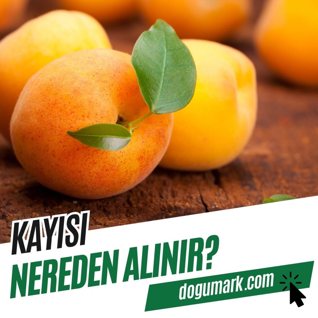 Kayısı Nereden Alınır