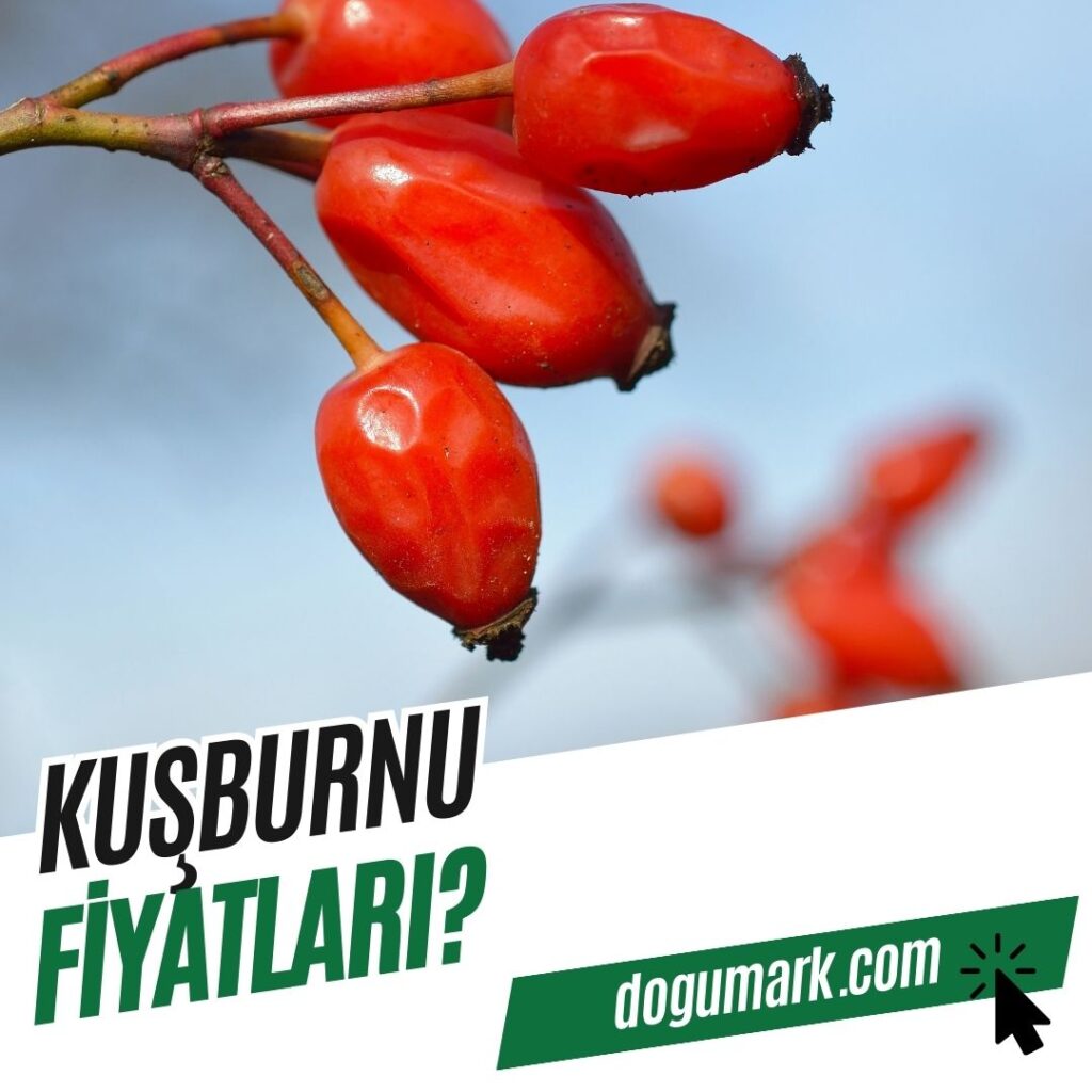 Kuşburnu Fiyatları