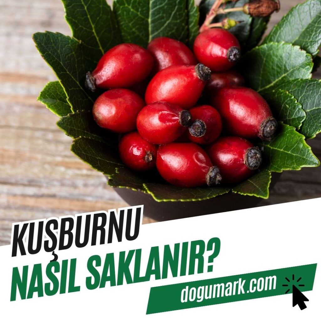 Kuşburnu Nasıl Saklanır