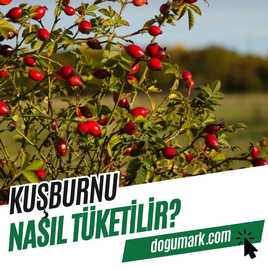 Kuşburnu Nasıl Tüketilir