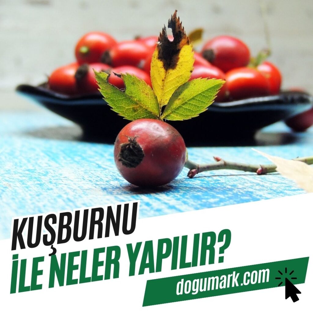 Kuşburnu ile Neler Yapılır