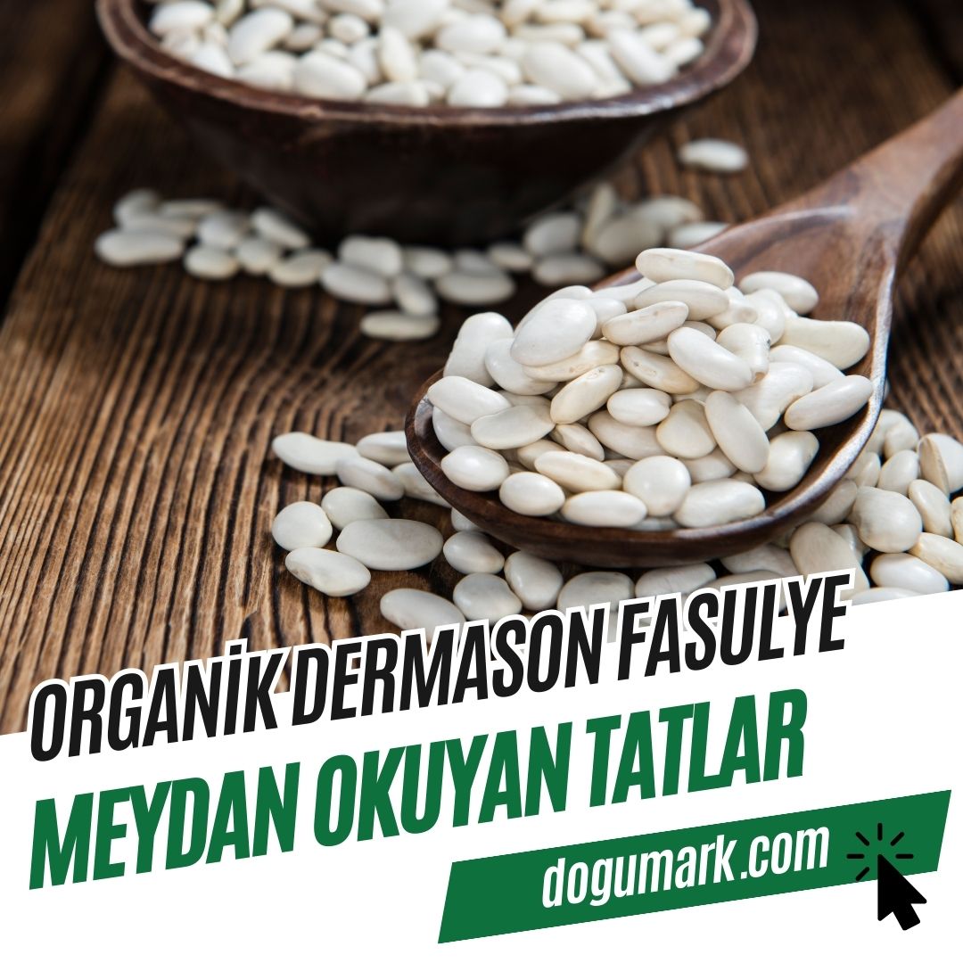 Organik Dermason Fasulye