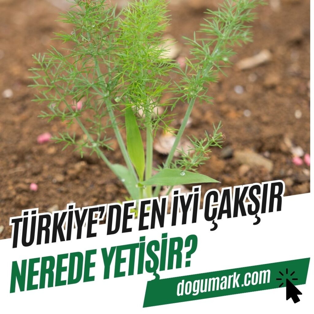 Türkiye'de En iyi Çakşır Nerede Yetişir