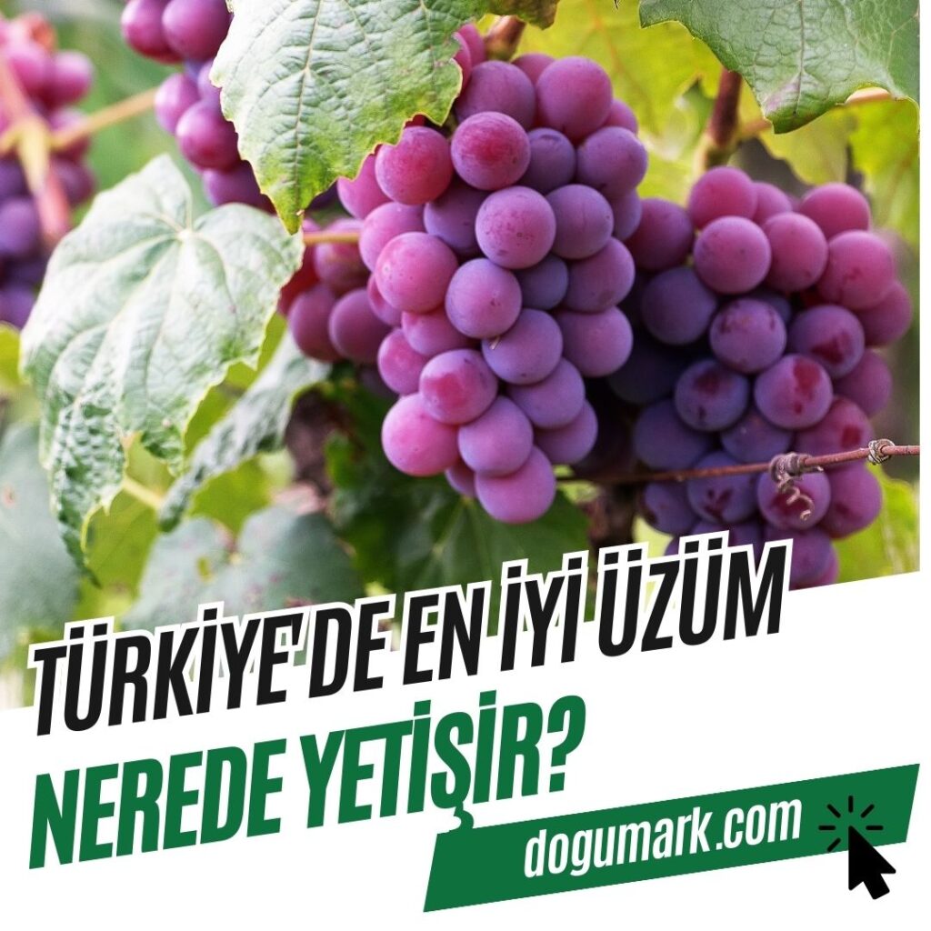 Türkiye'de En iyi Üzüm Nerede Yetişir