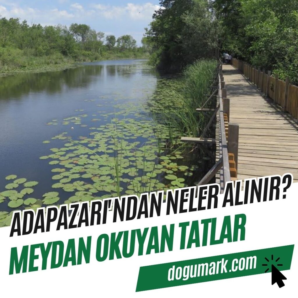 Adapazarı'ndan Neler Alınır