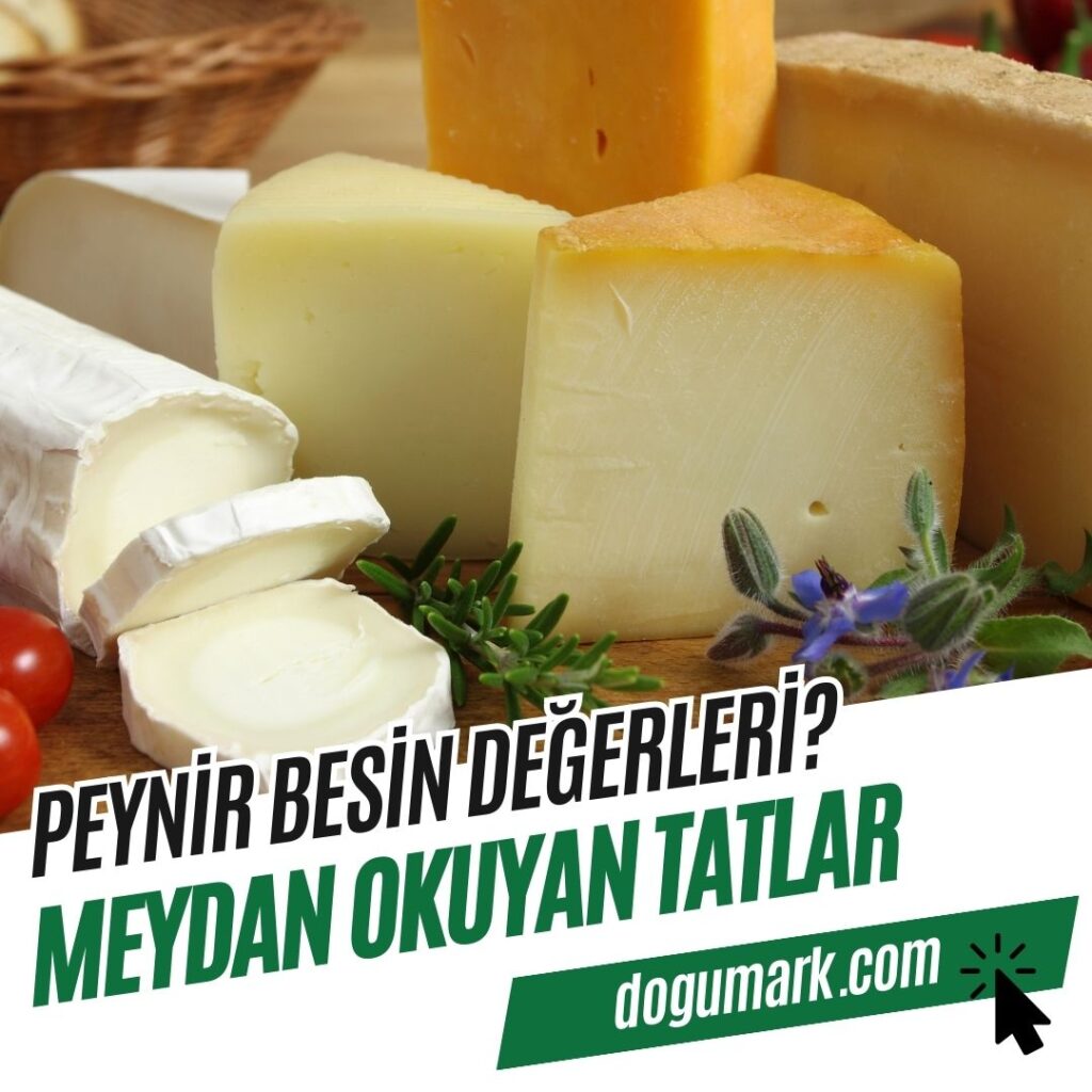 Peynir Besin Değerleri