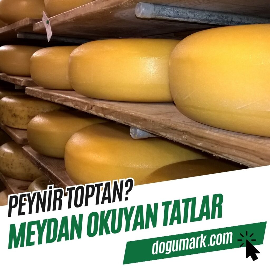 Peynir Toptan