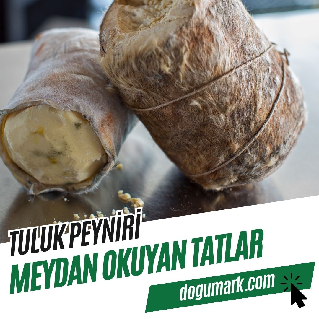 Tuluk Peyniri