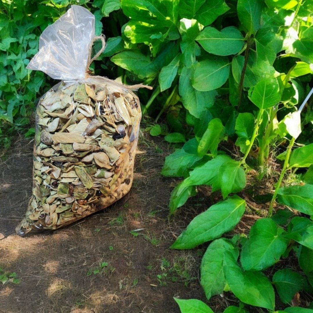 Doğal Kurutulmuş Taze Yeşil Fasulye - Kuru Sebze (1 Kg)