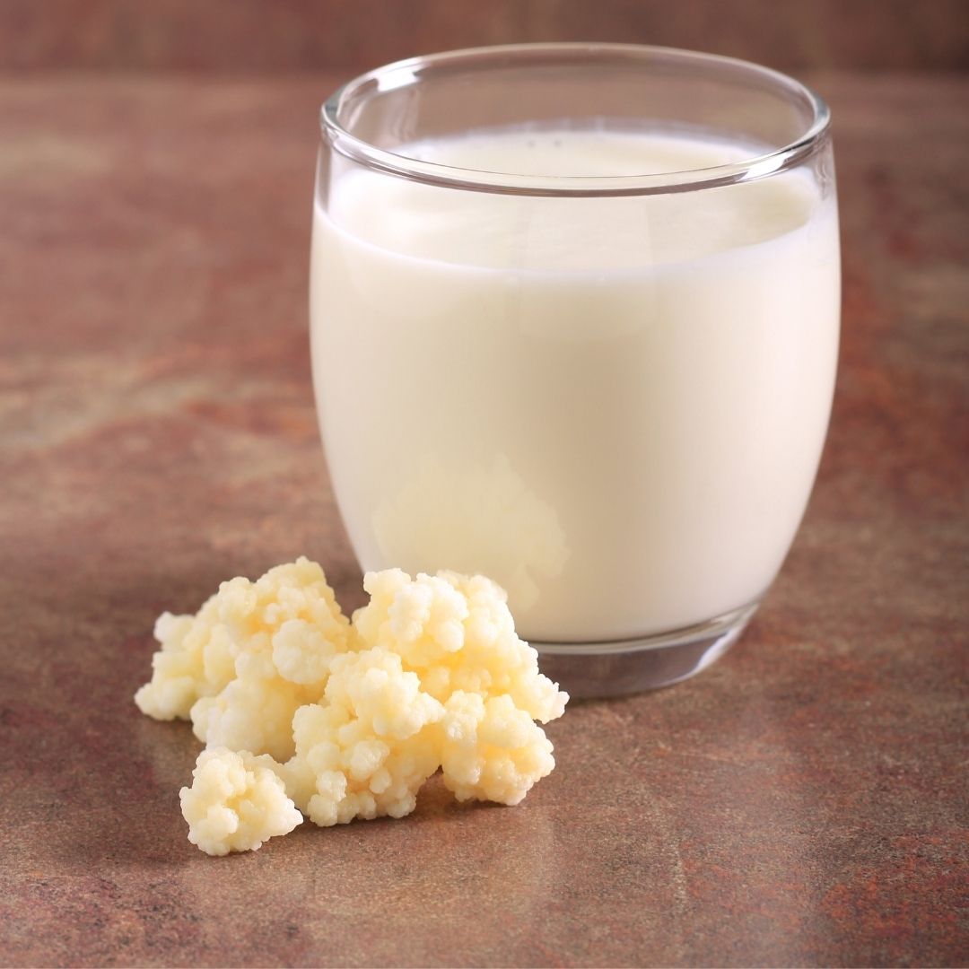 Kafkas Canlı Kefir Mayası - Ev Yapımı (7g)-1