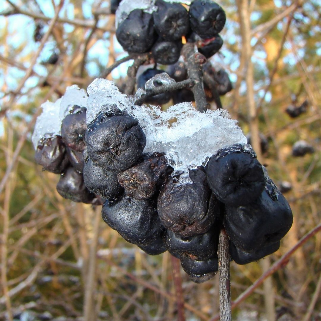 Üvez (Kara Hurma) - Yarı Kurutulmuş Çekirdekli (1 Kg)