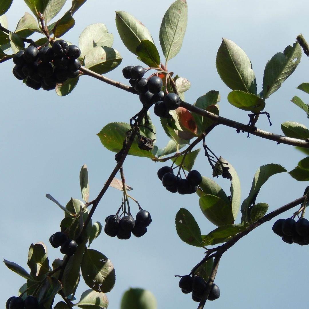 Üvez (Kara Hurma) - Yarı Kurutulmuş Çekirdekli (1 Kg)